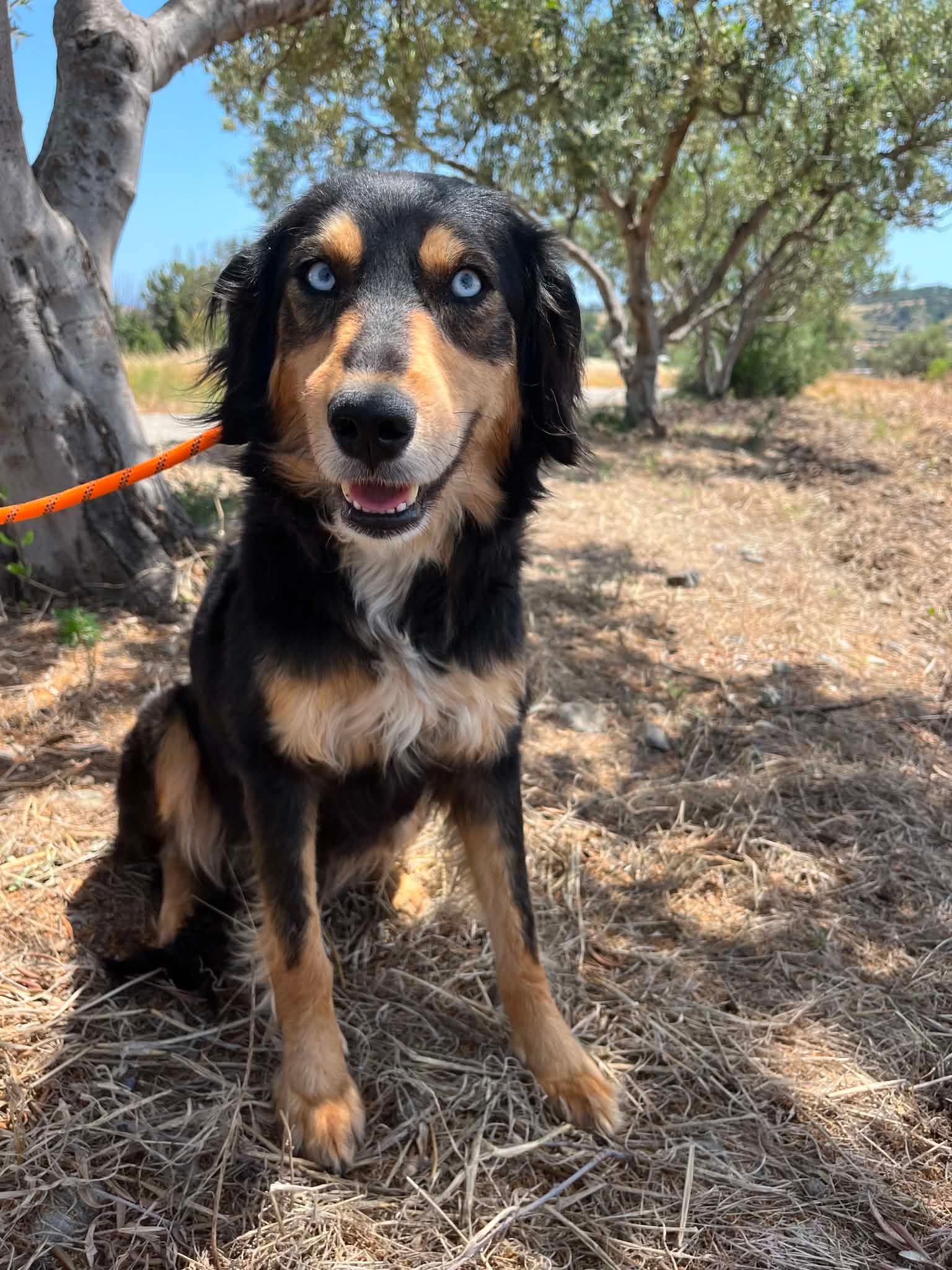 Lovely Meg finds her loving home!